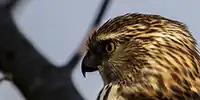 Coopers Hawk