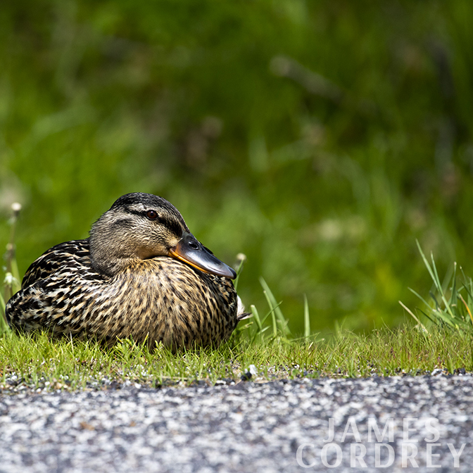 A Duck on the side of the road
