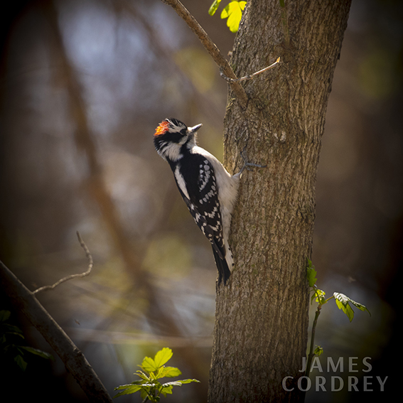 Downy Woodpecker at the Confluence